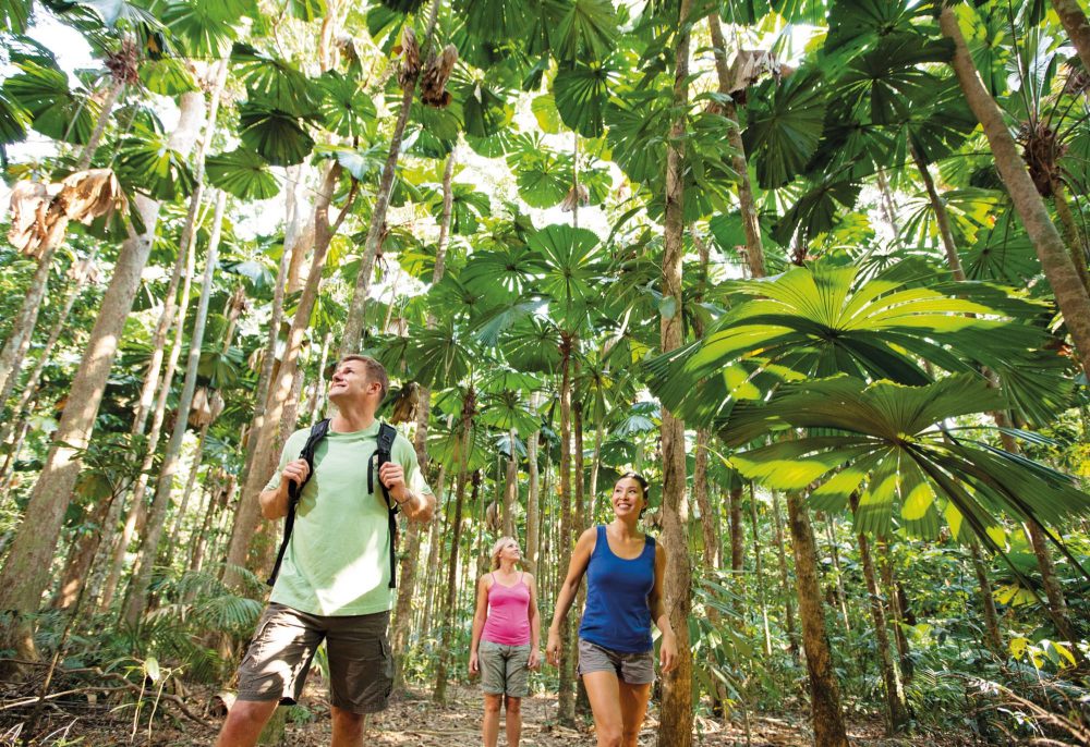 tropical journeys daintree