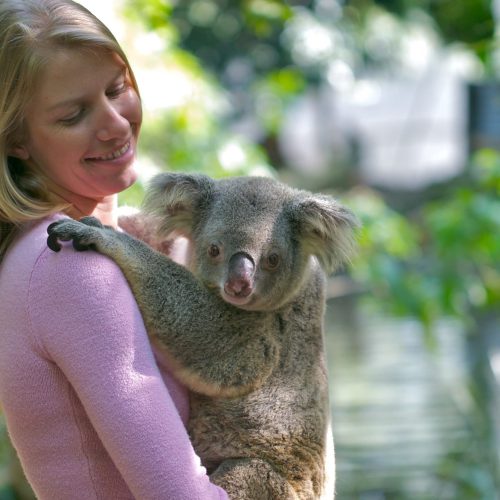 koalas-hold-cairns-port-douglas-1